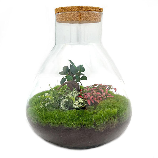 Sam L Bonsai | DIY terrarium 1 - LushLeaf | Online planten bestellen