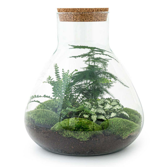 Sam L | DIY terrarium 1 - LushLeaf | Online planten bestellen