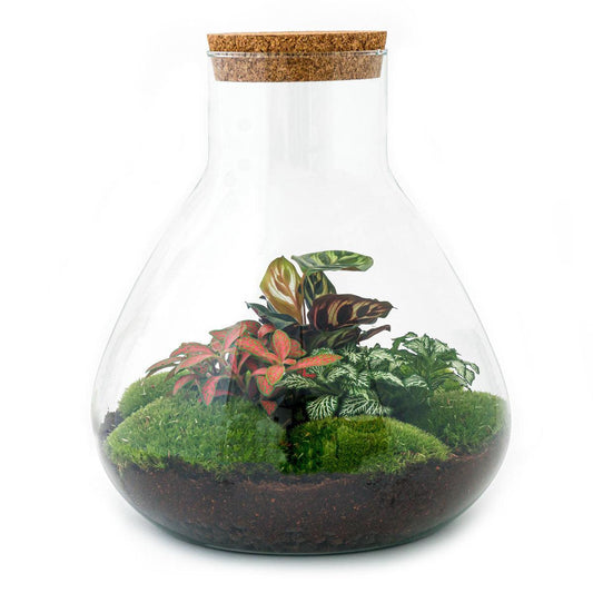 Sam L Rood | DIY terrarium 1 - LushLeaf | Online planten bestellen
