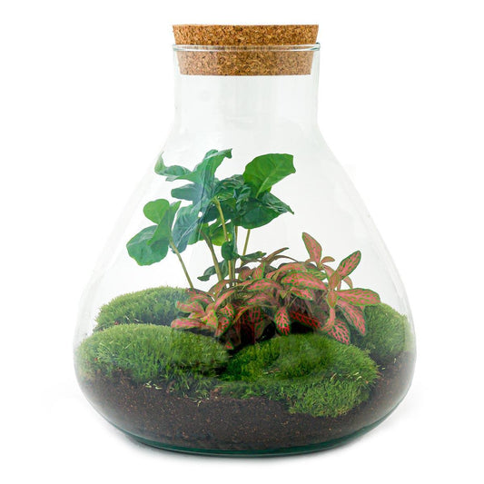 Sammie Coffea | DIY terrarium 1 - LushLeaf | Online planten bestellen