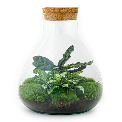 Sammie | DIY terrarium 1 - LushLeaf | Online planten bestellen