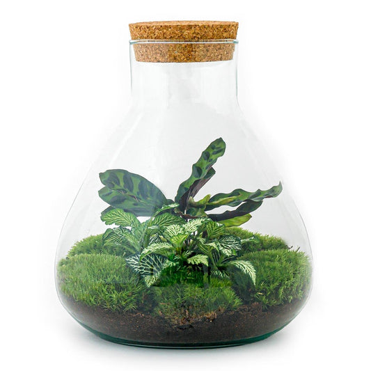 Sammie | DIY terrarium 1 - LushLeaf | Online planten bestellen