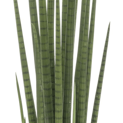 Sanseveria Cylindrica - Vrouwentong | Kunstplant 2 - LushLeaf | Online planten bestellen