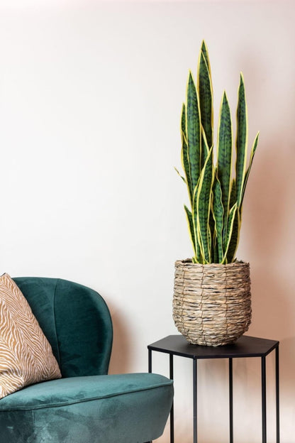 Sanseveria Trifasciata - Vrouwentong | Kunstplant 3 - LushLeaf | Online planten bestellen