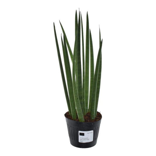 Sansevieria cylindrica Bacularis 1 - LushLeaf | Online planten bestellen