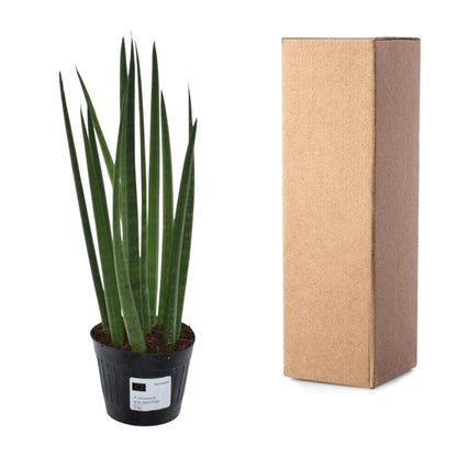 Sansevieria cylindrica Bacularis 4 - LushLeaf | Online planten bestellen