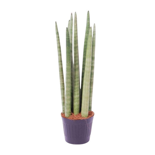 Sansevieria cylindrica Spaghetti 1 - LushLeaf | Online planten bestellen
