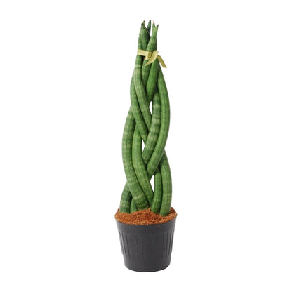 Sansevieria cylindrica Twist 1 - LushLeaf | Online planten bestellen