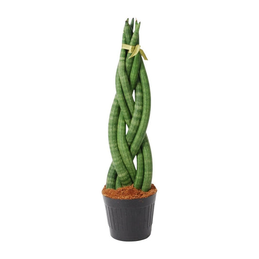 Sansevieria cylindrica Twist 1 - LushLeaf | Online planten bestellen