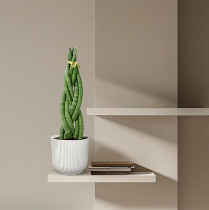 Sansevieria cylindrica Twist 3 - LushLeaf | Online planten bestellen