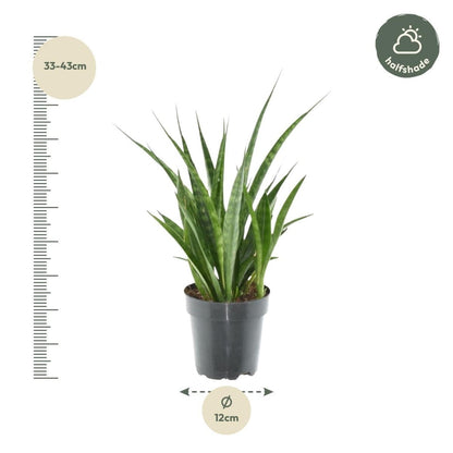 Sansevieria kirkii Friends 4 - LushLeaf | Online planten bestellen