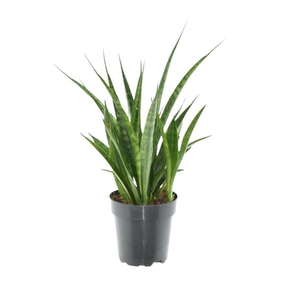 Sansevieria kirkii Friends 1 - LushLeaf | Online planten bestellen
