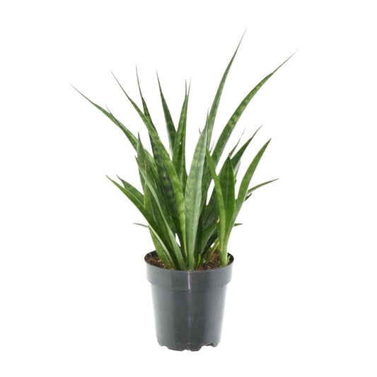 Sansevieria kirkii Friends 1 - LushLeaf | Online planten bestellen