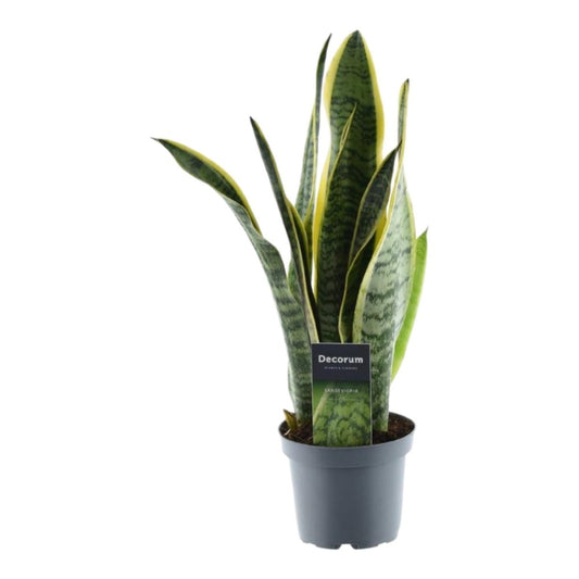 Sansevieria Laurentii 1 - LushLeaf | Online planten bestellen
