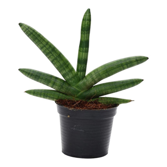 Sansevieria Skyline 1 - LushLeaf | Online planten bestellen