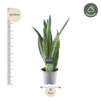 Sansevieria Spearmint 4 - LushLeaf | Online planten bestellen