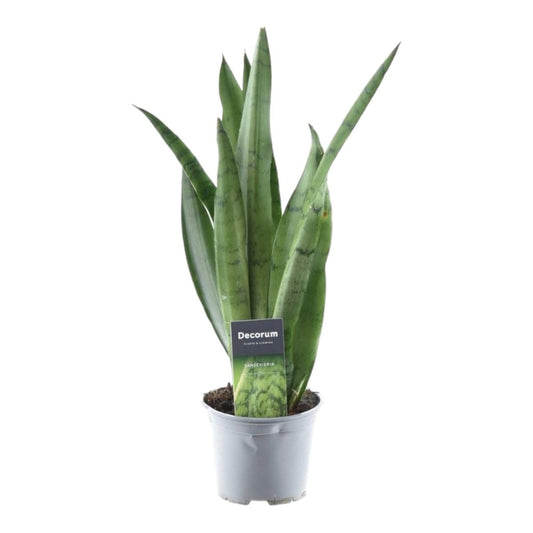 Sansevieria Spearmint 1 - LushLeaf | Online planten bestellen