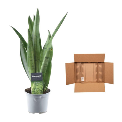 Sansevieria Spearmint 5 - LushLeaf | Online planten bestellen