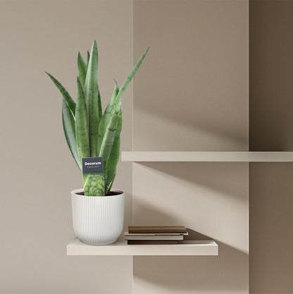 Sansevieria Spearmint 3 - LushLeaf | Online planten bestellen