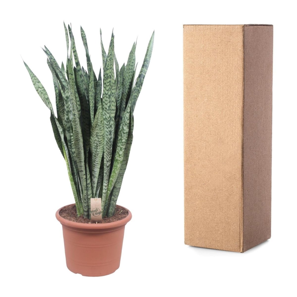 Sansevieria Zeylenica 5 - LushLeaf | Online planten bestellen