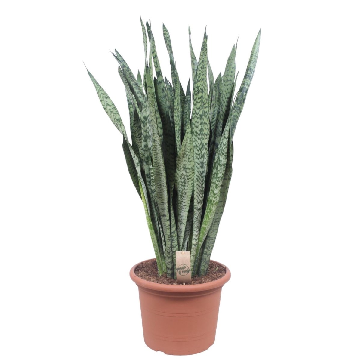 Sansevieria Zeylenica 1 - LushLeaf | Online planten bestellen