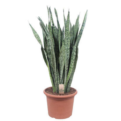 Sansevieria Zeylenica 1 - LushLeaf | Online planten bestellen