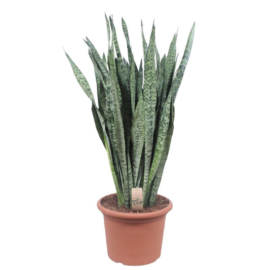Sansevieria Zeylenica 1 - LushLeaf | Online planten bestellen