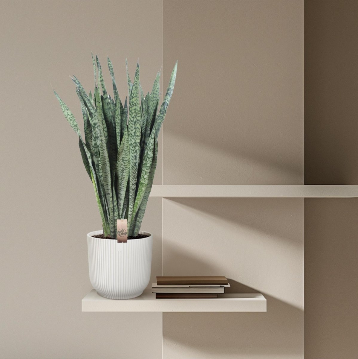 Sansevieria Zeylenica 3 - LushLeaf | Online planten bestellen