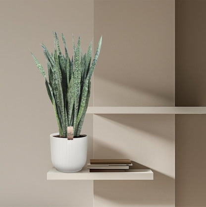 Sansevieria Zeylenica 3 - LushLeaf | Online planten bestellen
