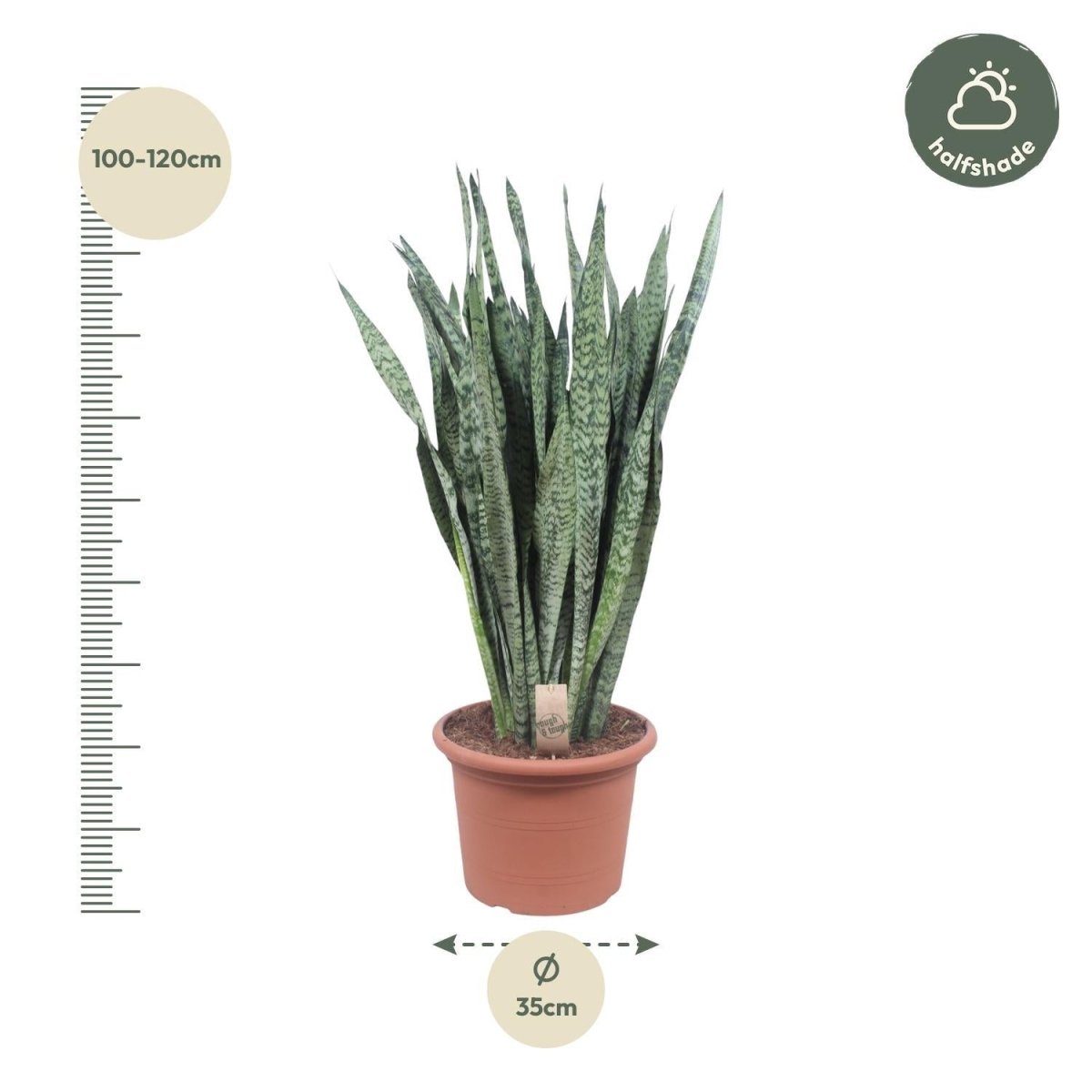 Sansevieria Zeylenica 4 - LushLeaf | Online planten bestellen