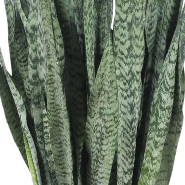 Sansevieria Zeylenica 2 - LushLeaf | Online planten bestellen
