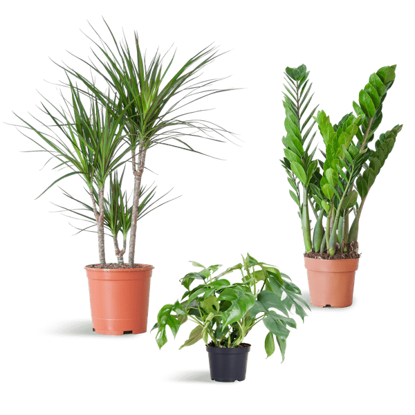 Schaduw Plantenset | 3 stuks 1 - LushLeaf | Online planten bestellen