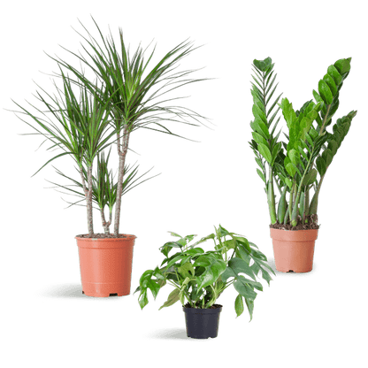 Schaduw Plantenset | 3 stuks 1 - LushLeaf | Online planten bestellen