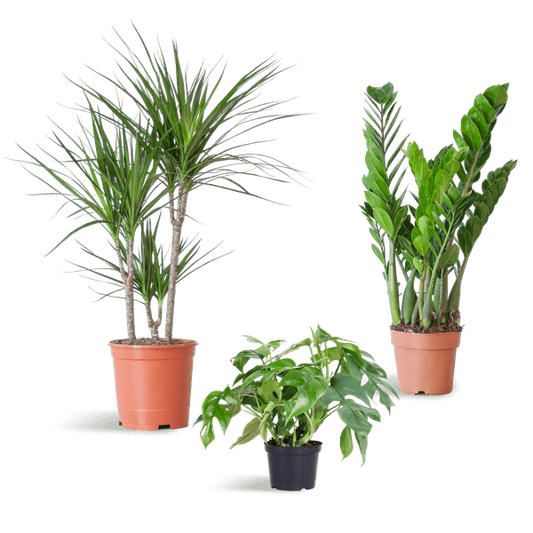 Schaduw Plantenset | 3 stuks 1 - LushLeaf | Online planten bestellen