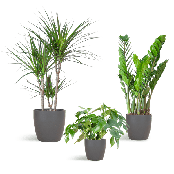 Schaduw Plantenset | 3 stuks 6 - LushLeaf | Online planten bestellen
