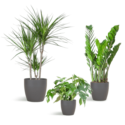 Schaduw Plantenset | 3 stuks 6 - LushLeaf | Online planten bestellen