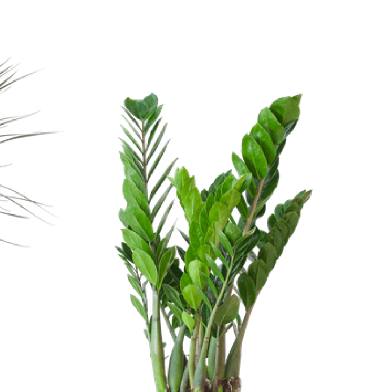 Schaduw Plantenset | 3 stuks 2 - LushLeaf | Online planten bestellen
