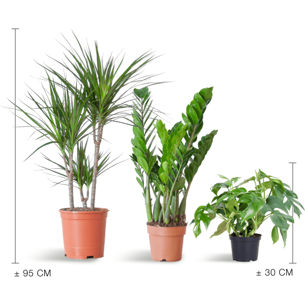 Schaduw Plantenset | 3 stuks 4 - LushLeaf | Online planten bestellen