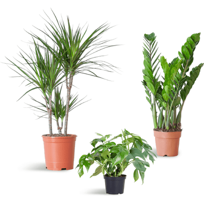 Schaduw Plantenset | 3 stuks 1 - LushLeaf | Online planten bestellen