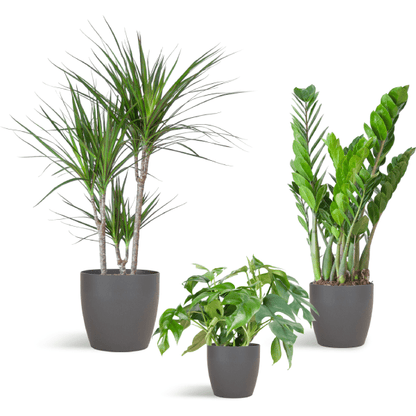 Schaduw Plantenset | 3 stuks 6 - LushLeaf | Online planten bestellen