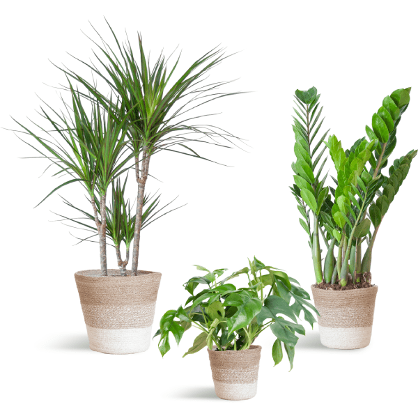 Schaduw Plantenset | 3 stuks 7 - LushLeaf | Online planten bestellen