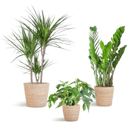 Schaduw Plantenset | 3 stuks 5 - LushLeaf | Online planten bestellen