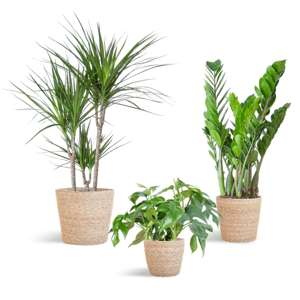 Schaduw Plantenset | 3 stuks 5 - LushLeaf | Online planten bestellen