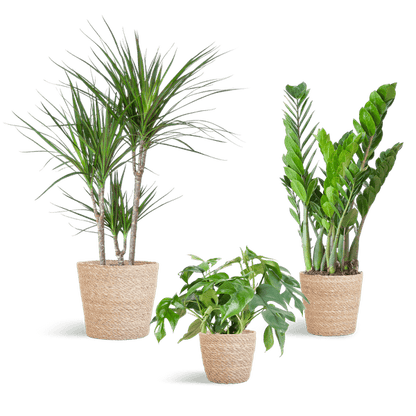 Schaduw Plantenset | 3 stuks 5 - LushLeaf | Online planten bestellen