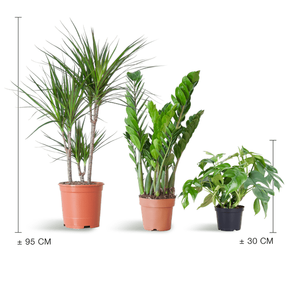 Schaduw Plantenset | 3 stuks 4 - LushLeaf | Online planten bestellen