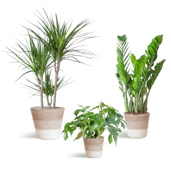 Schaduw Plantenset | 3 stuks 7 - LushLeaf | Online planten bestellen