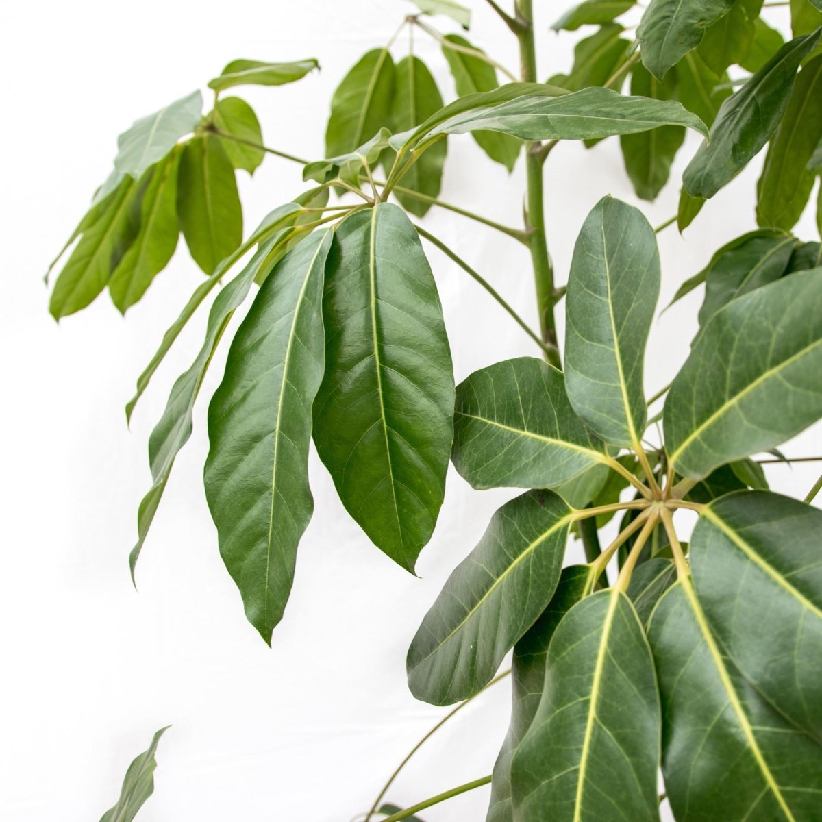 Schefflera Amate 2 - LushLeaf | Online planten bestellen