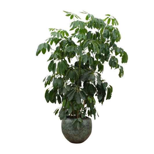 Schefflera Amate 1 - LushLeaf | Online planten bestellen