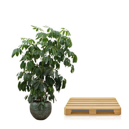 Schefflera Amate 5 - LushLeaf | Online planten bestellen