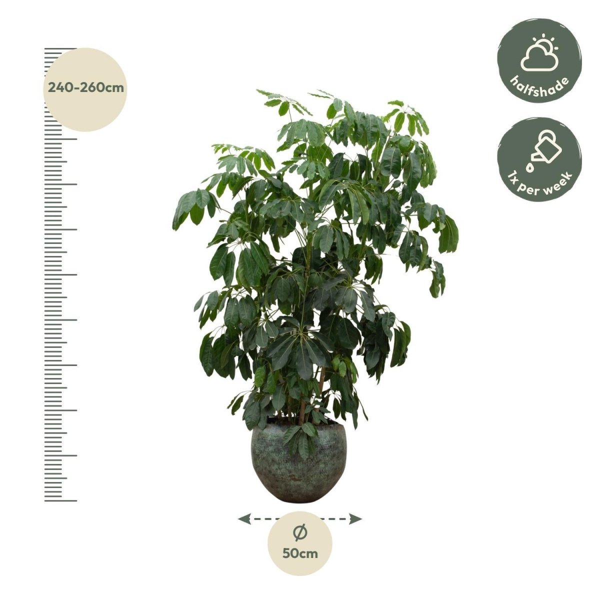 Schefflera Amate 4 - LushLeaf | Online planten bestellen